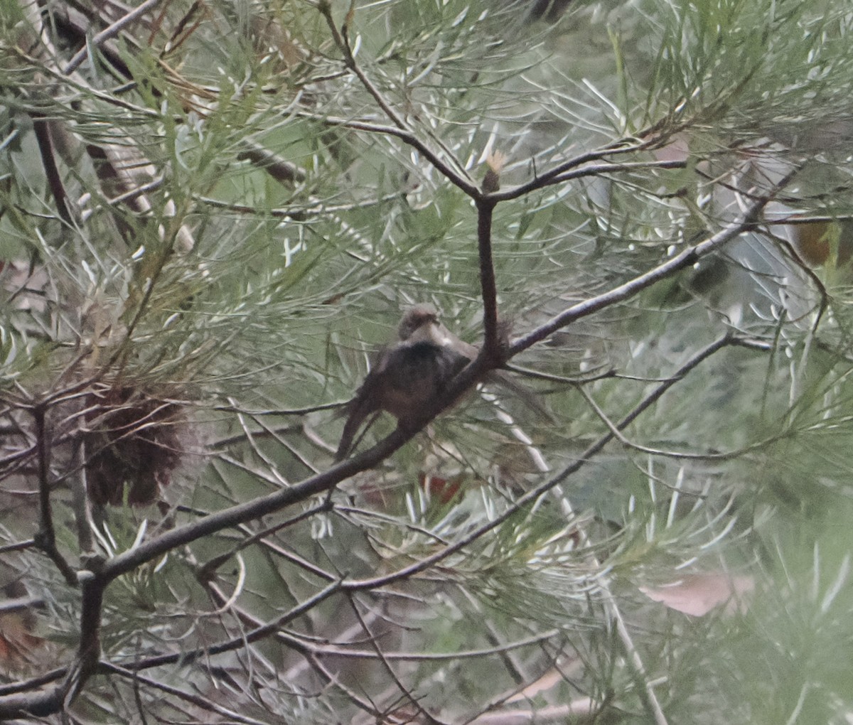 Australian Rufous Fantail - ML655839694