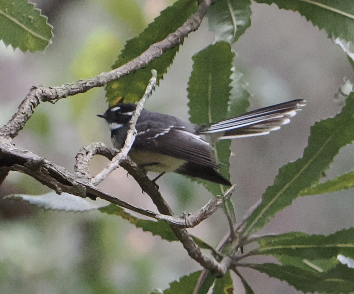 Gray Fantail - ML655839698