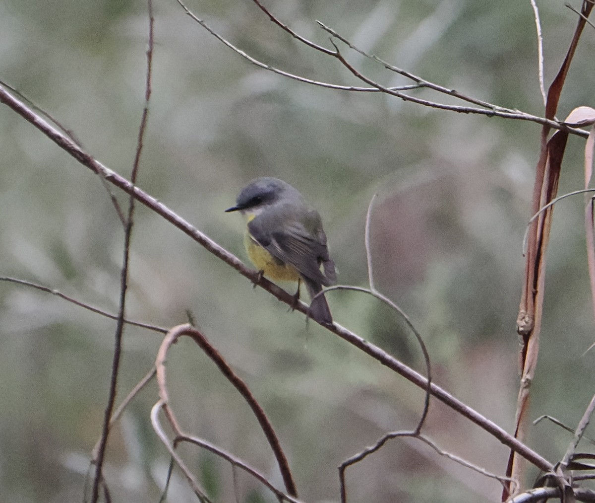 Eastern Yellow Robin - ML655839702