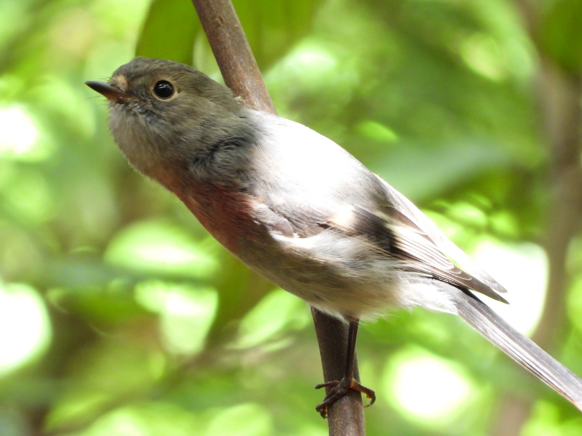 Rose Robin - ML655840815