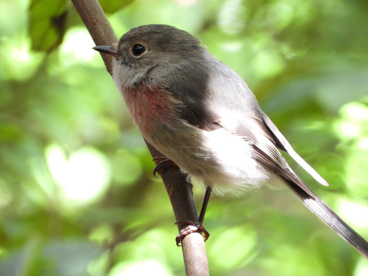 Rose Robin - ML655840865