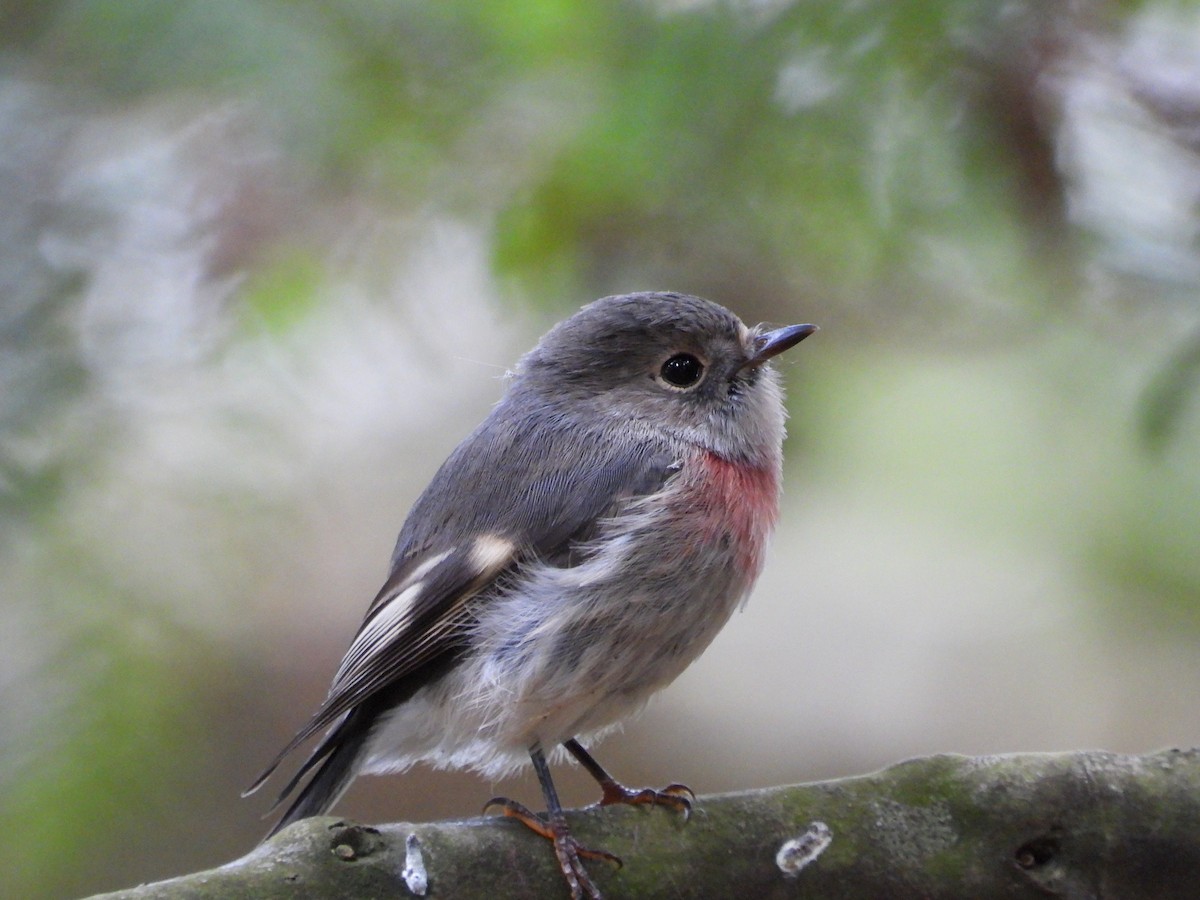 Rose Robin - ML655840884