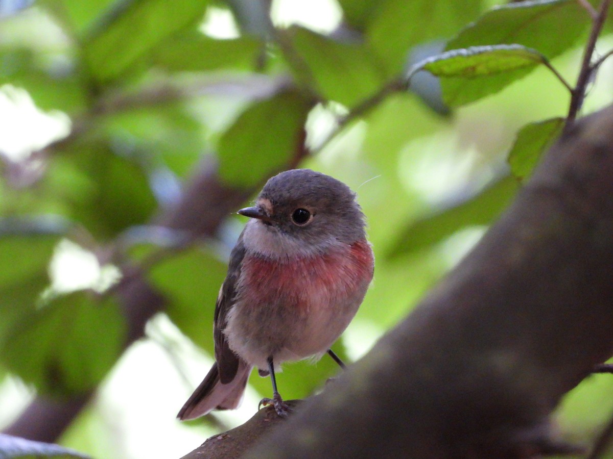 Rose Robin - ML655840907