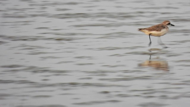 Tibetan Sand-Plover - ML655842914