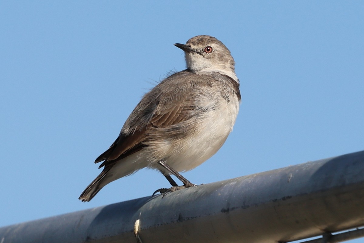 eBird Checklist - 26 Apr 2026 - Holborow Avenue Ponds - 9 species