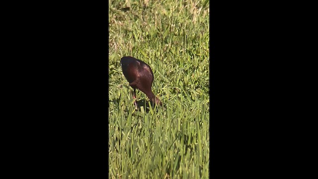 Ibis à face blanche - ML655843565