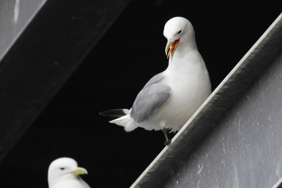 Black-legged Kittiwake - ML65584461