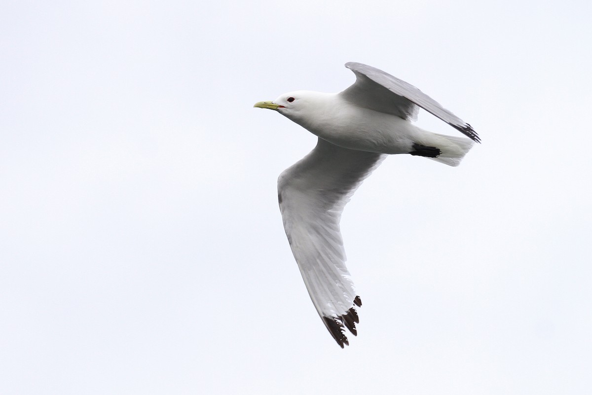 Black-legged Kittiwake - ML65584481