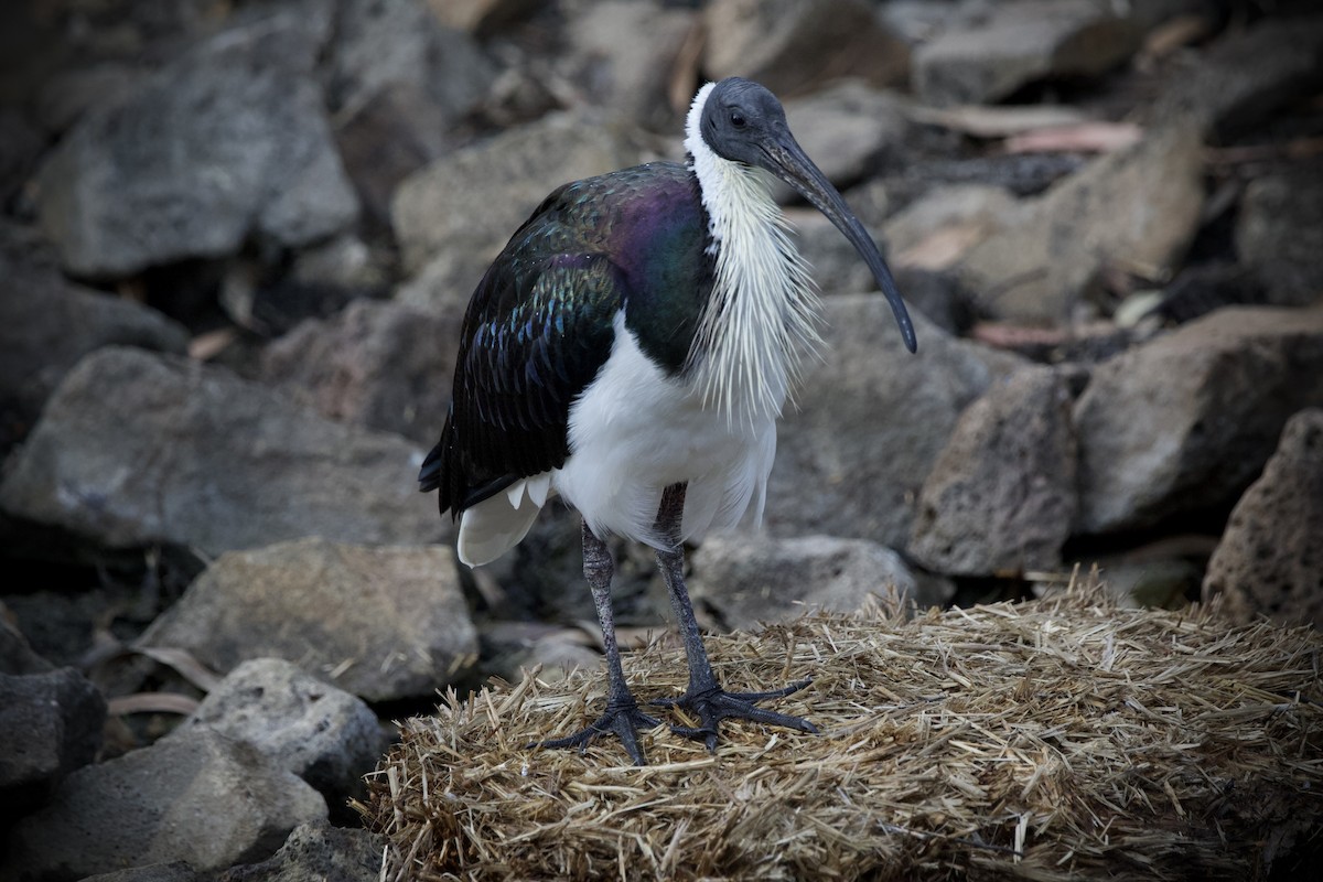 Straw-necked Ibis - ML655844999