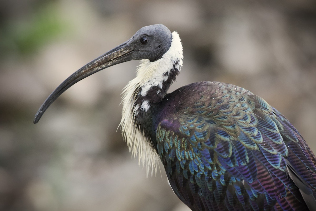 Straw-necked Ibis - ML655845001