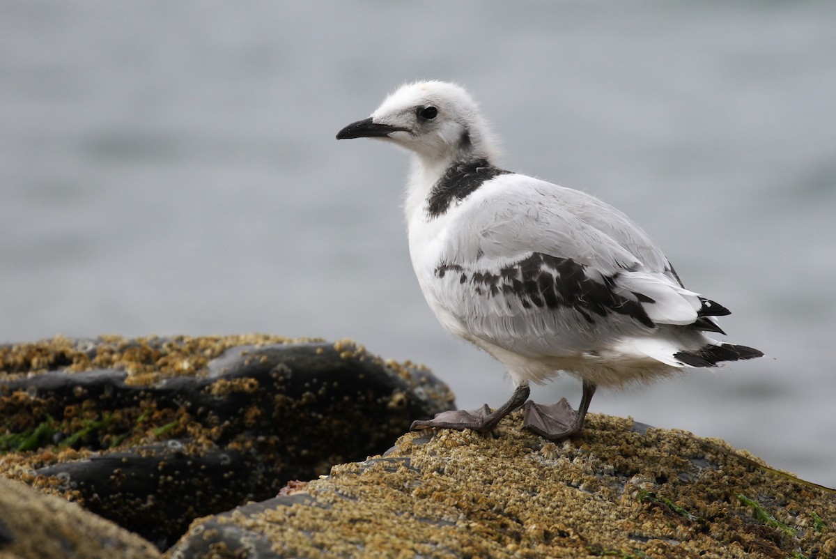 Black-legged Kittiwake - ML65584501