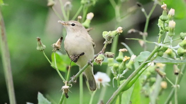 ヒメウタイムシクイ - ML655845464