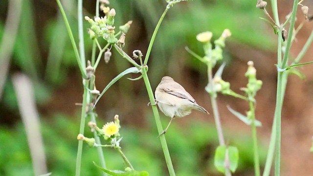 ヒメウタイムシクイ - ML655845465