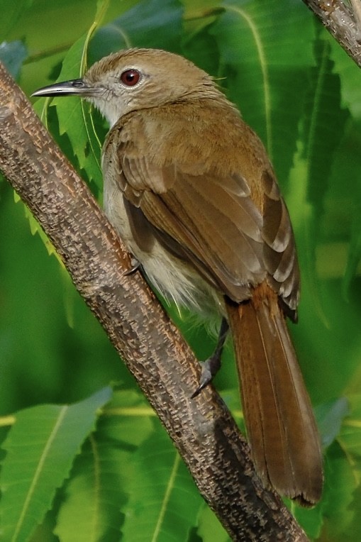 Terrestrial Brownbul - ML655846049