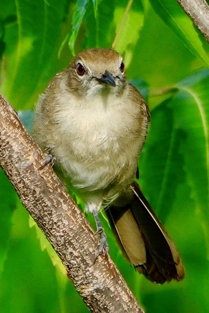 Terrestrial Brownbul - ML655846050