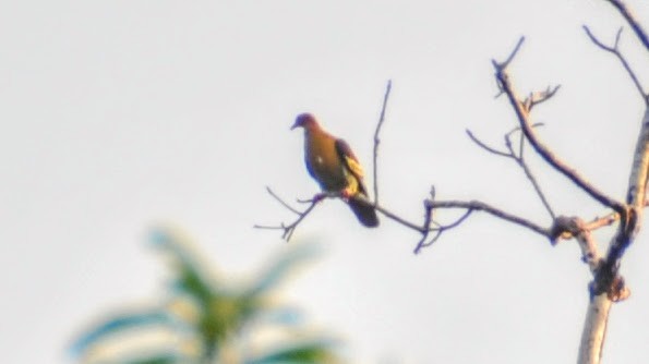 Cinnamon-headed Green-Pigeon - ML655847252
