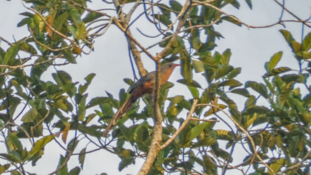 Red-billed Malkoha - ML655847268