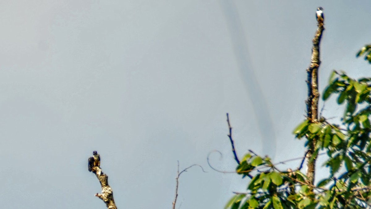 Black-thighed Falconet - ML655847337