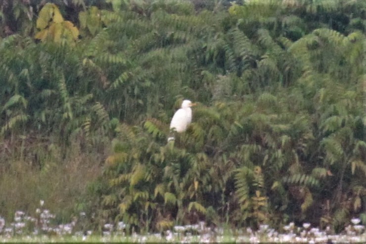 Eastern Cattle Egret - ML65584741