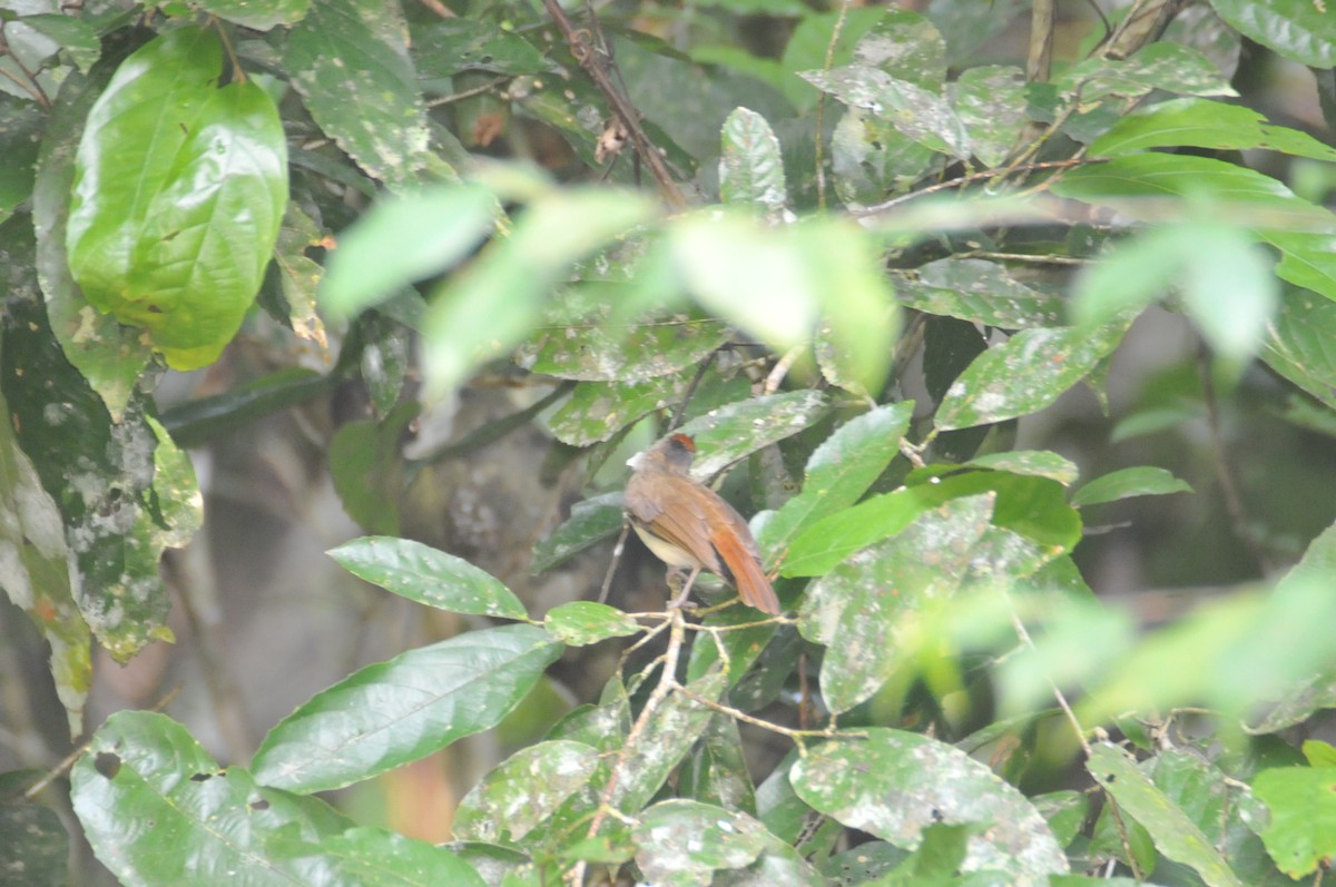 Scaly-crowned Babbler - ML655847419
