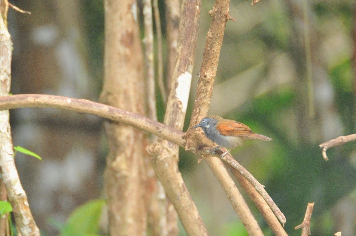 Chestnut-winged Babbler - ML655847574
