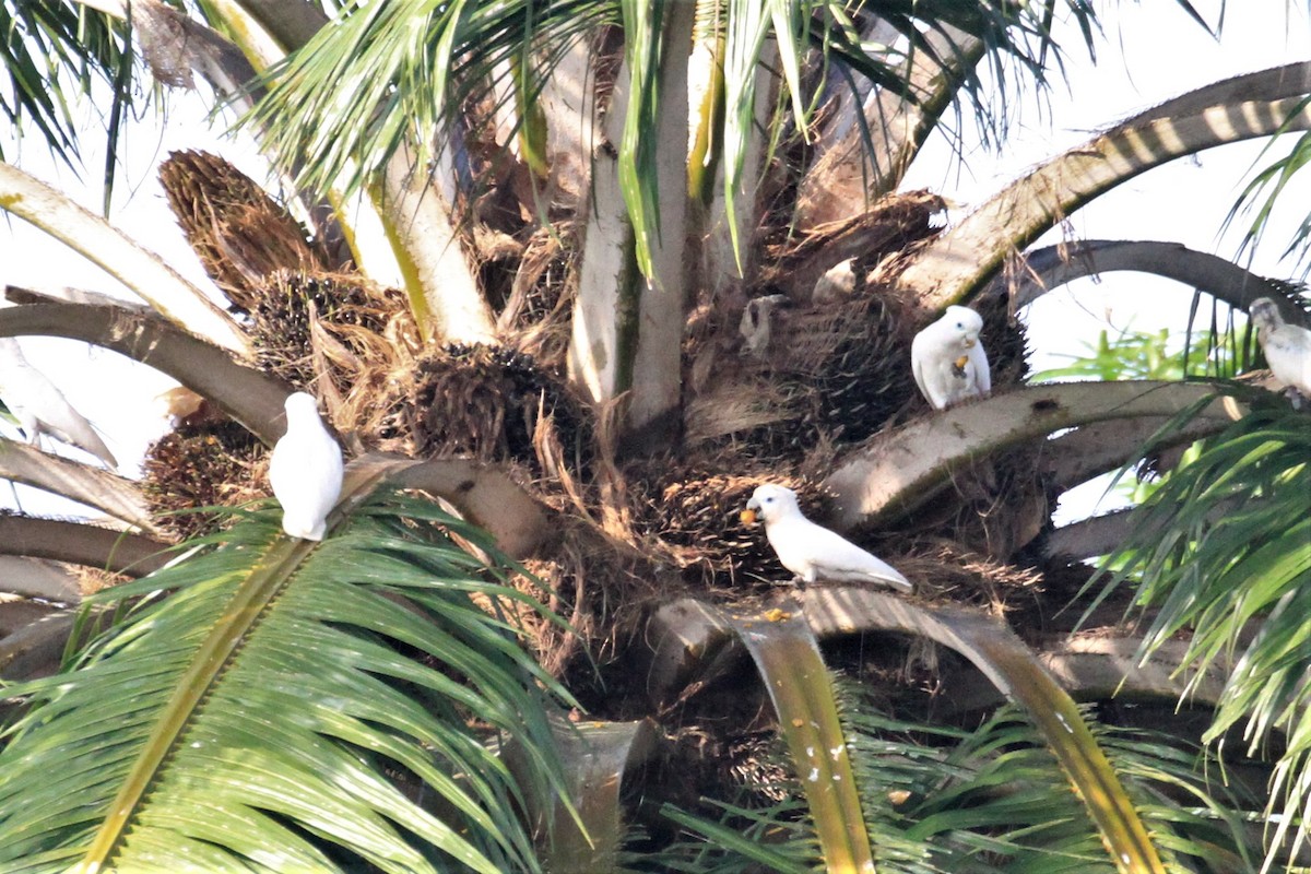 Cacatúa de las Salomón - ML65584841