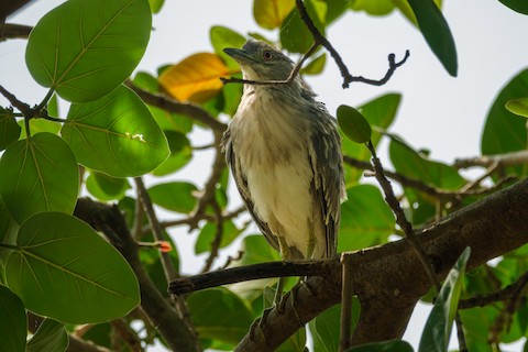 Black-crowned Night Heron media preview from Macaulay Library
