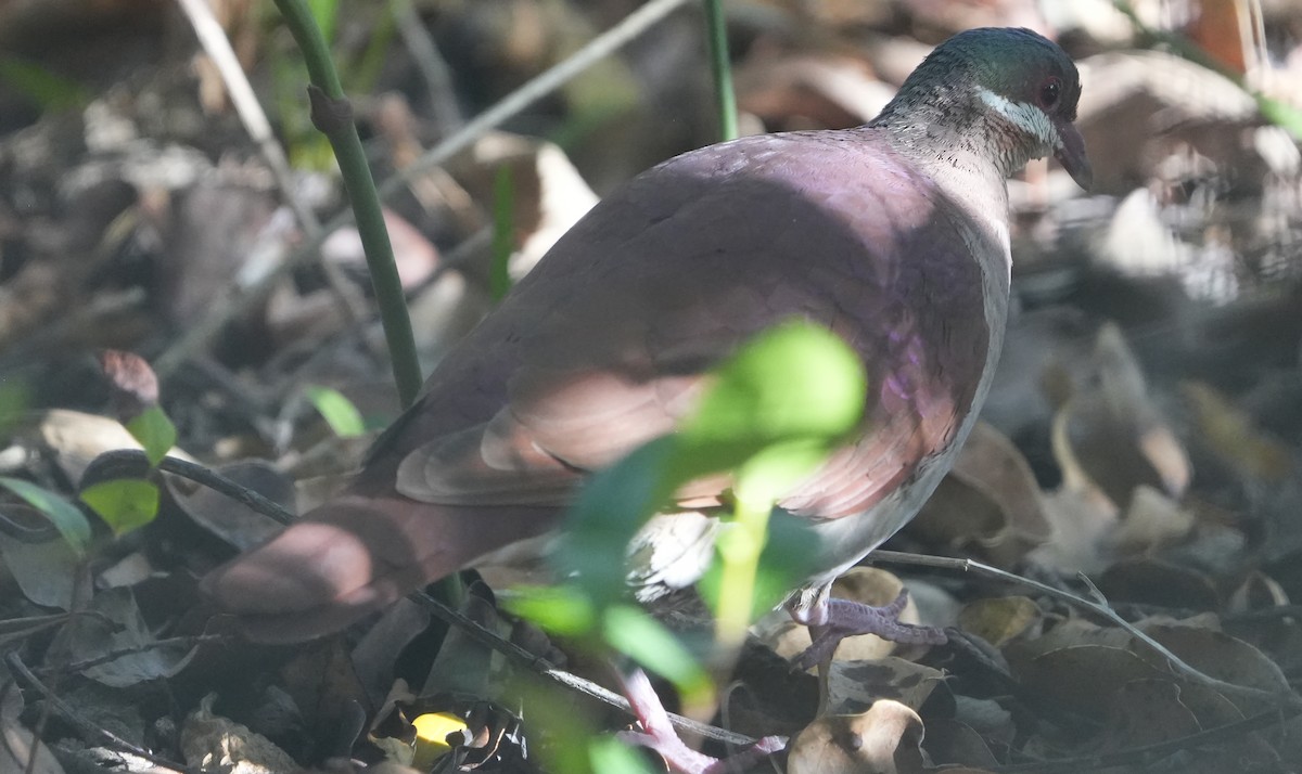 Key West Quail-Dove - ML655849991
