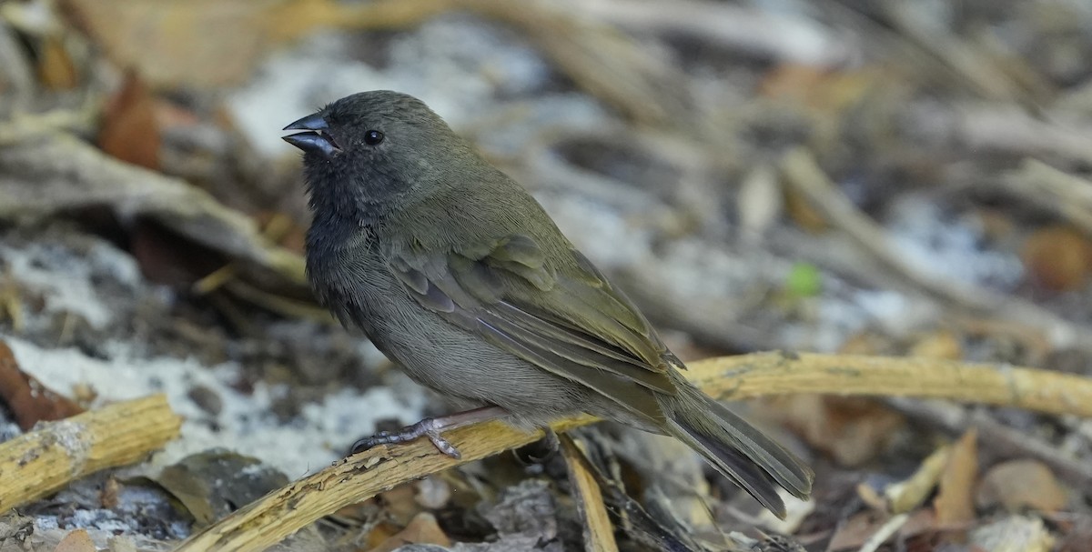 Black-faced Grassquit - ML655850001