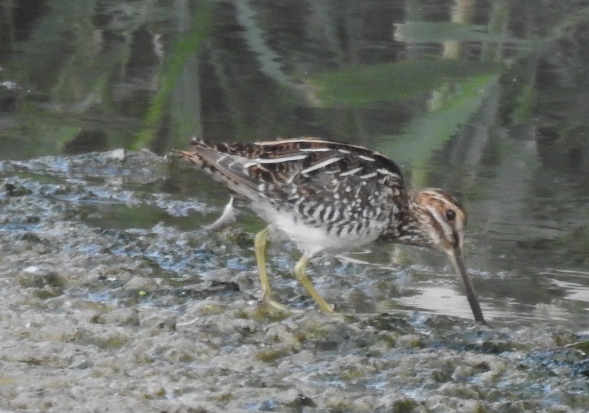 Wilson's Snipe - ML65585011