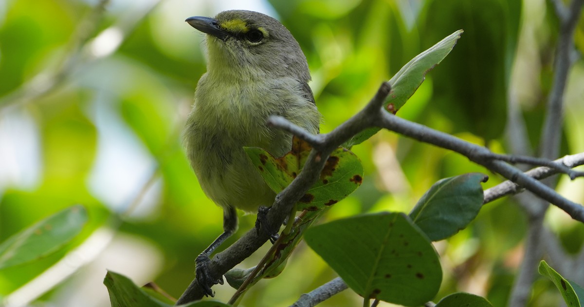 Thick-billed Vireo - ML655850125