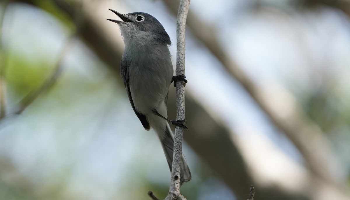 Blue-gray Gnatcatcher - ML655850137