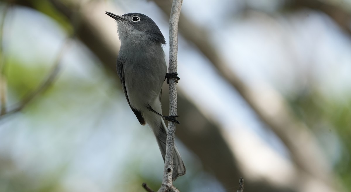 Blue-gray Gnatcatcher - ML655850139