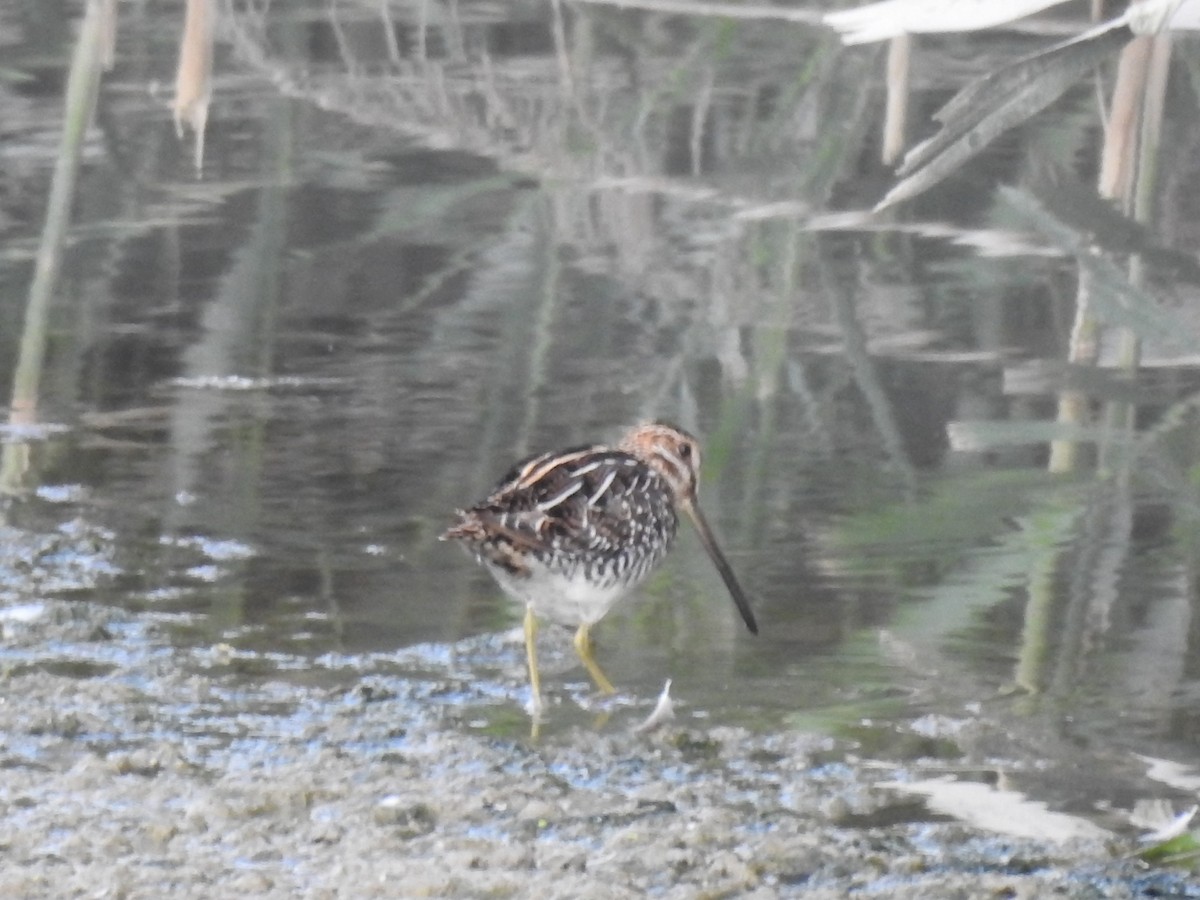 Wilson's Snipe - ML65585031