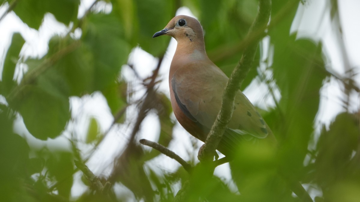 Zenaida Dove - ML655850316