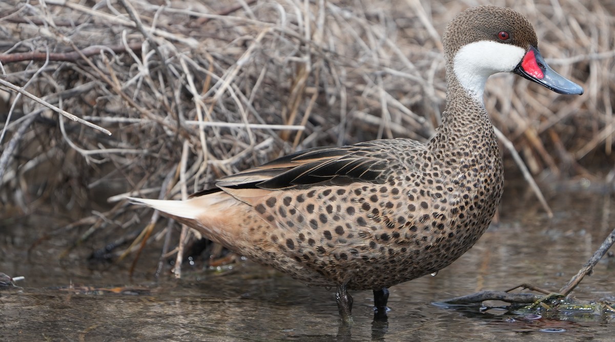 White-cheeked Pintail - ML655850326
