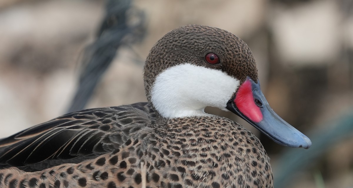 White-cheeked Pintail - ML655850327