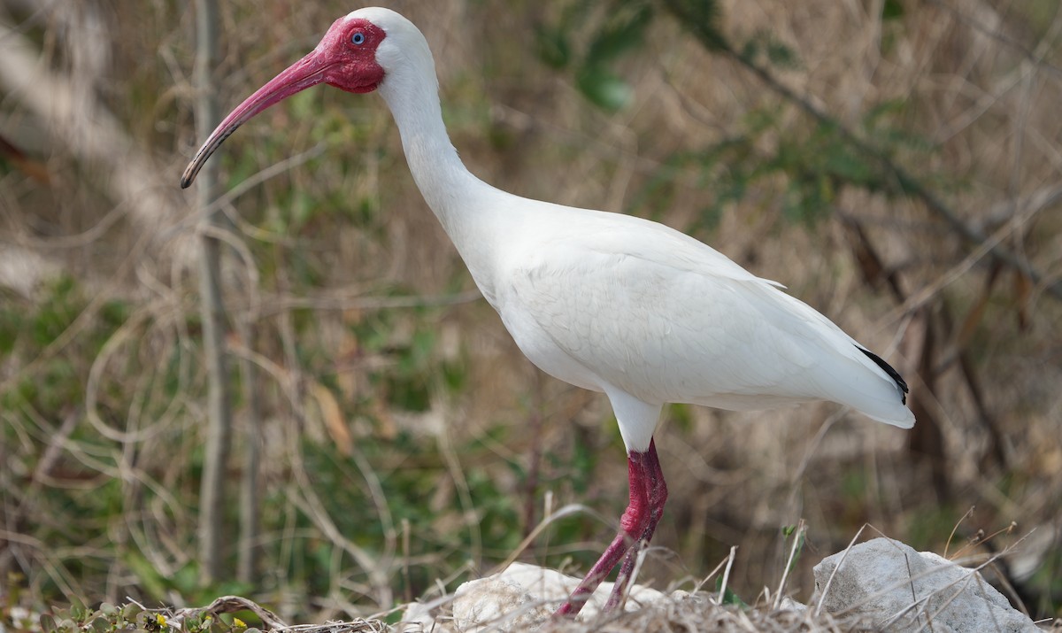White Ibis - ML655850341