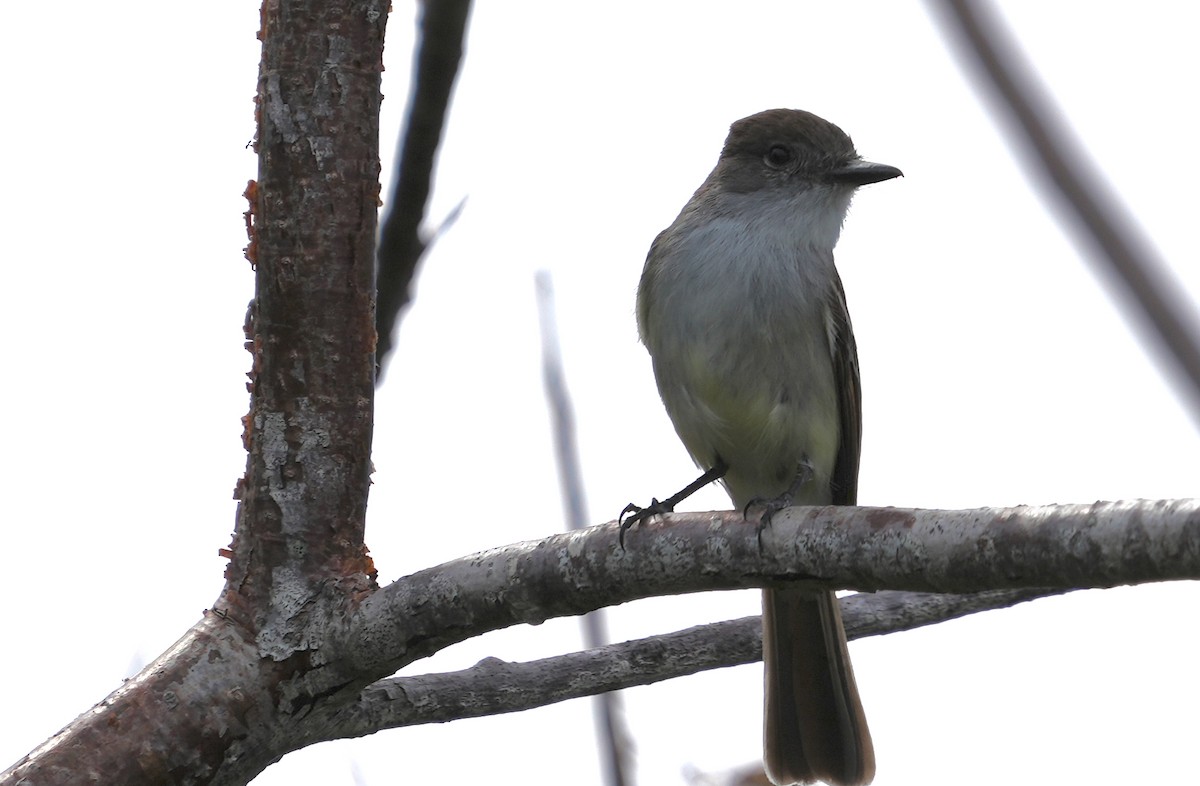 La Sagra's Flycatcher - ML655850354