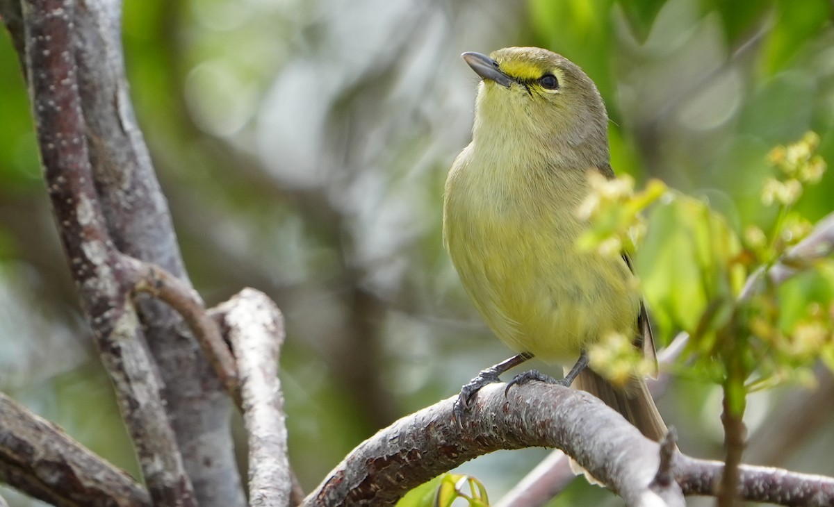 Thick-billed Vireo - ML655850367