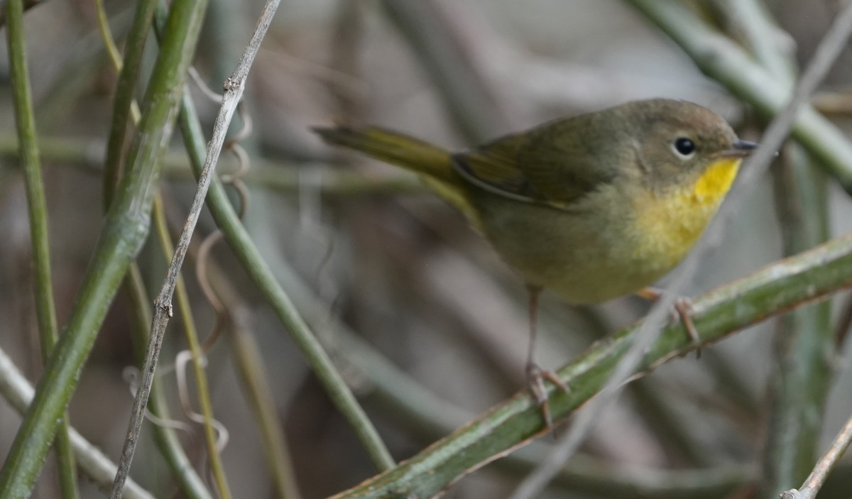 Common Yellowthroat - ML655850386
