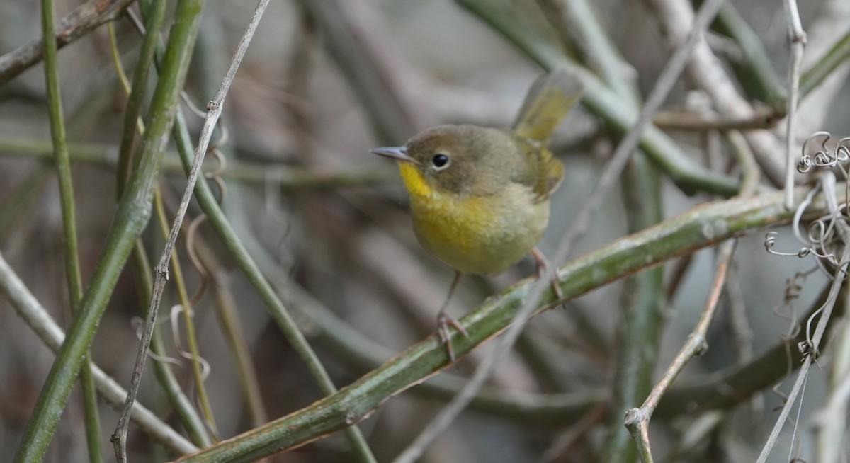 Common Yellowthroat - ML655850387