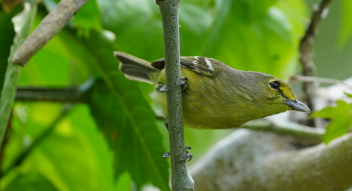 Thick-billed Vireo - ML655850461