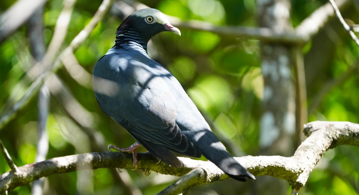 White-crowned Pigeon - ML655850639