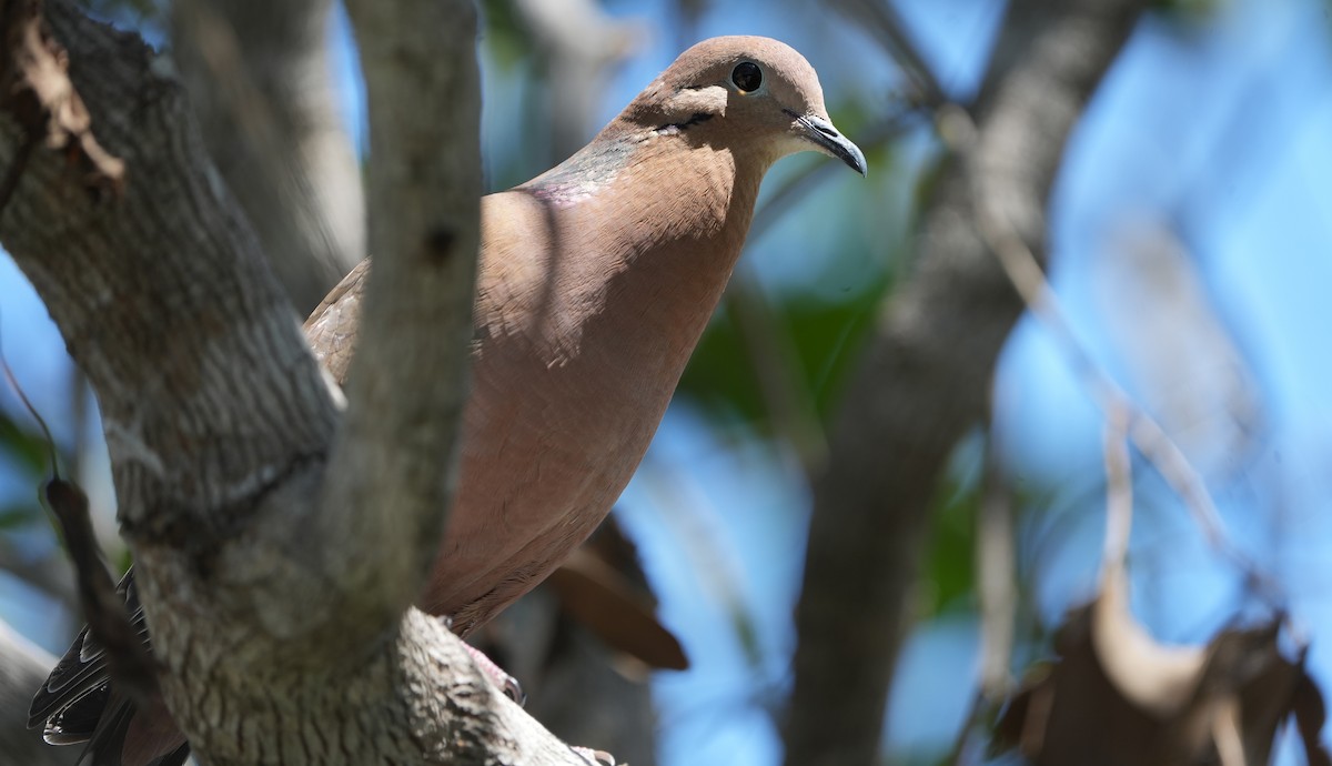 Zenaida Dove - ML655850642