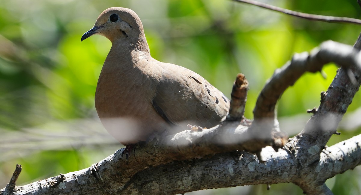 Mourning Dove - ML655850650