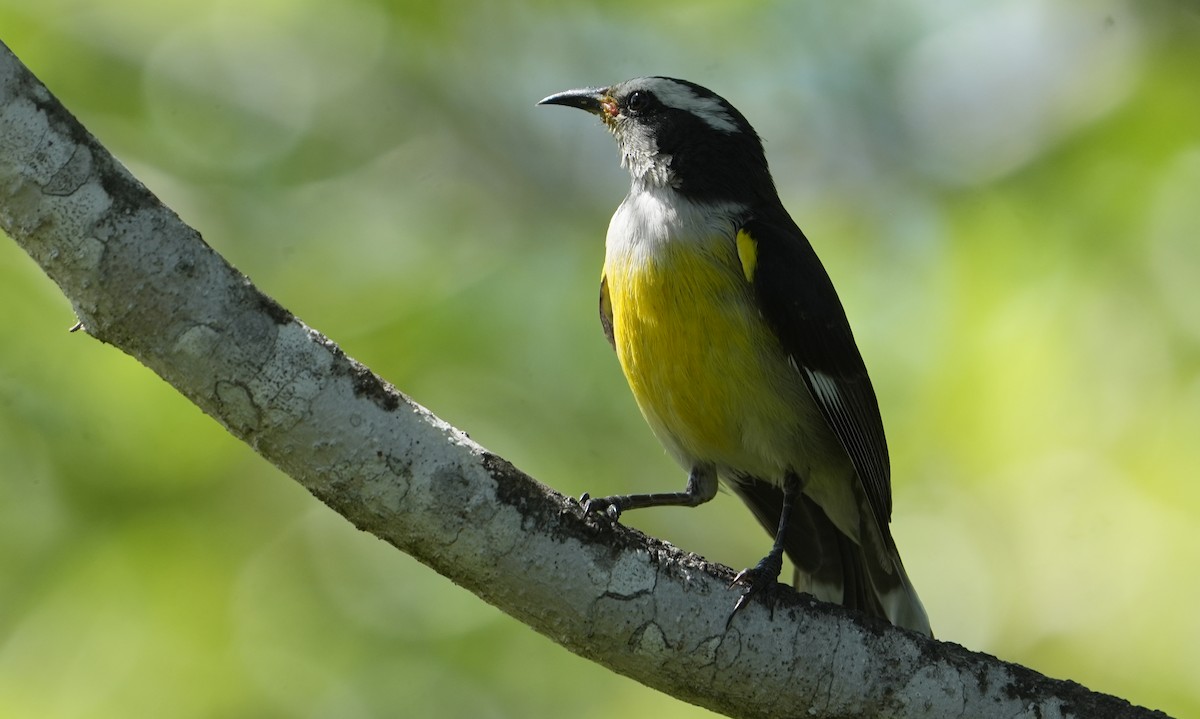 Bananaquit - ML655850652