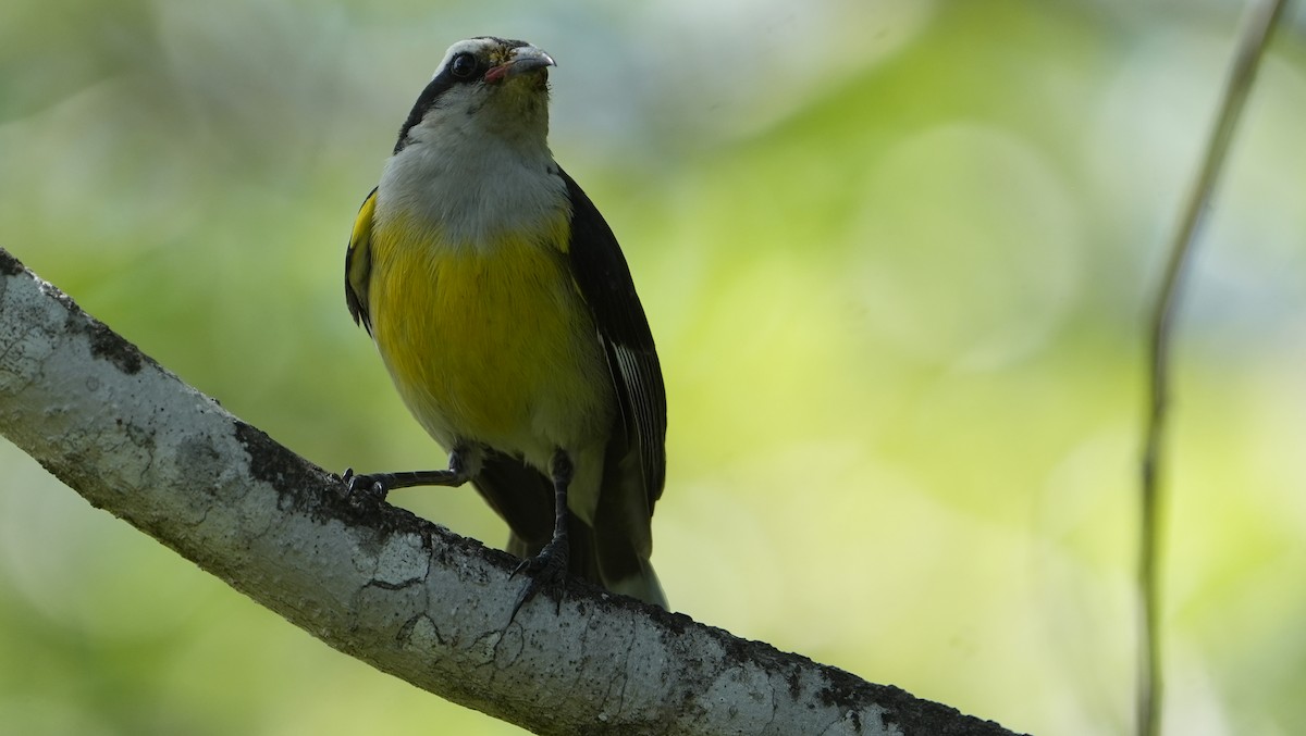 Bananaquit - ML655850653