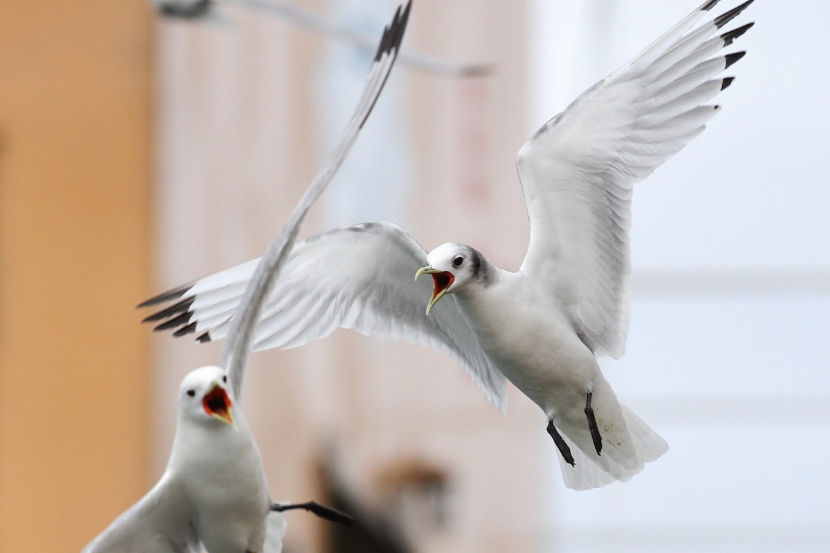 Black-legged Kittiwake - ML65585171