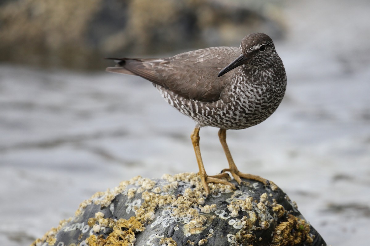 Wandering Tattler - ML65585191